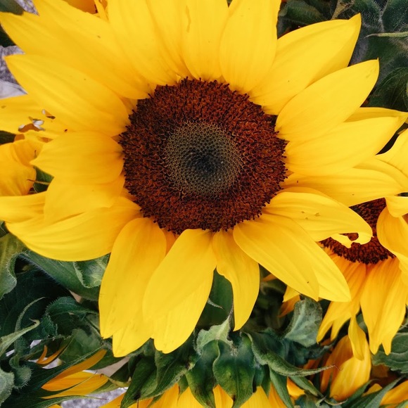 Meet your Posher, Inga - Picture 1 of 1